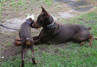 Art Deco Dogs